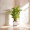 areca palm (1)